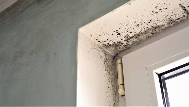 Best Black Mold Removal  in Burlington, WI