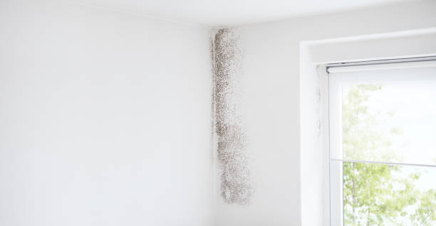 Best Residential Mold Inspection & Testing  in Burlington, WI