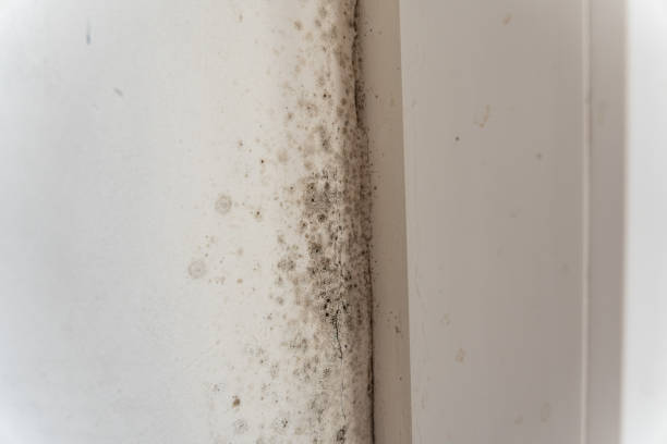 Asbestos and Lead Testing During Mold Inspection